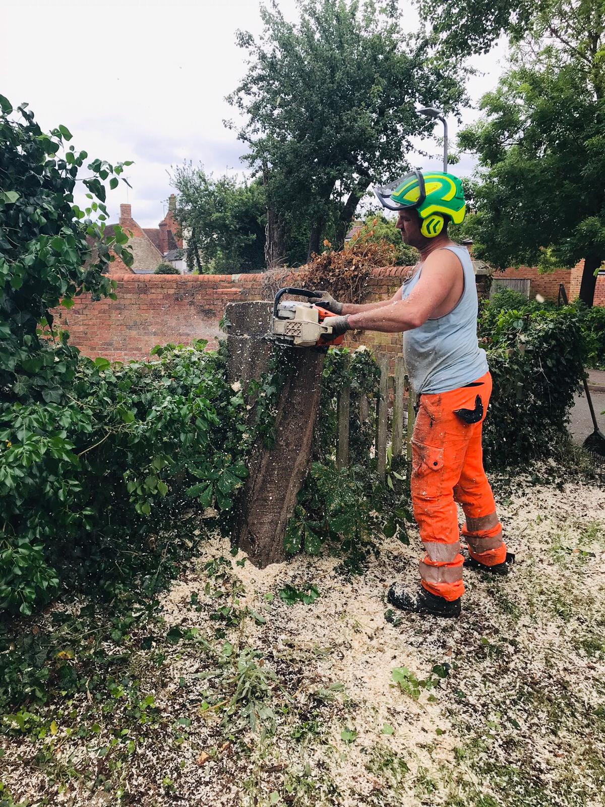 tree surgeon Milton Keynes felling tree