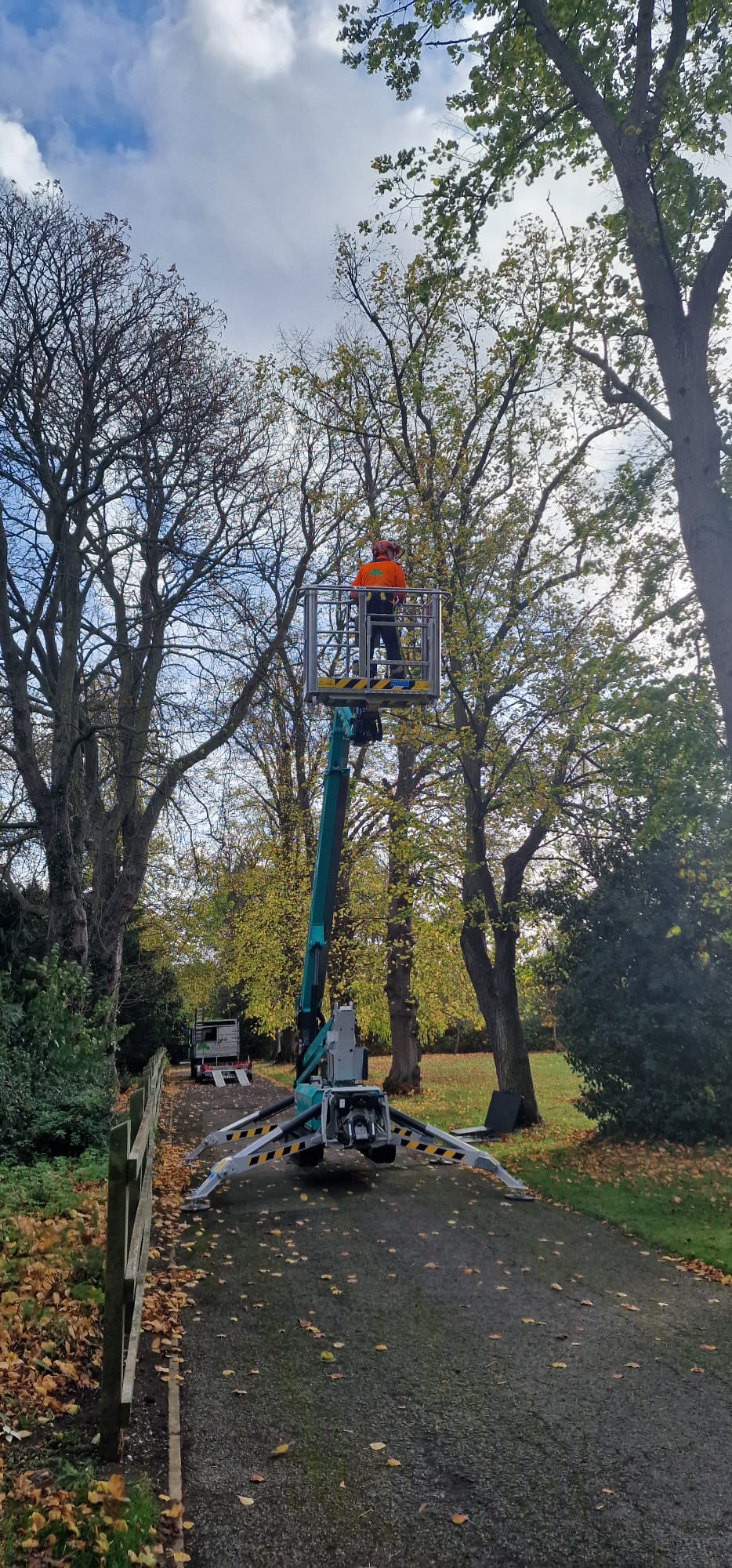 tree crown reduction