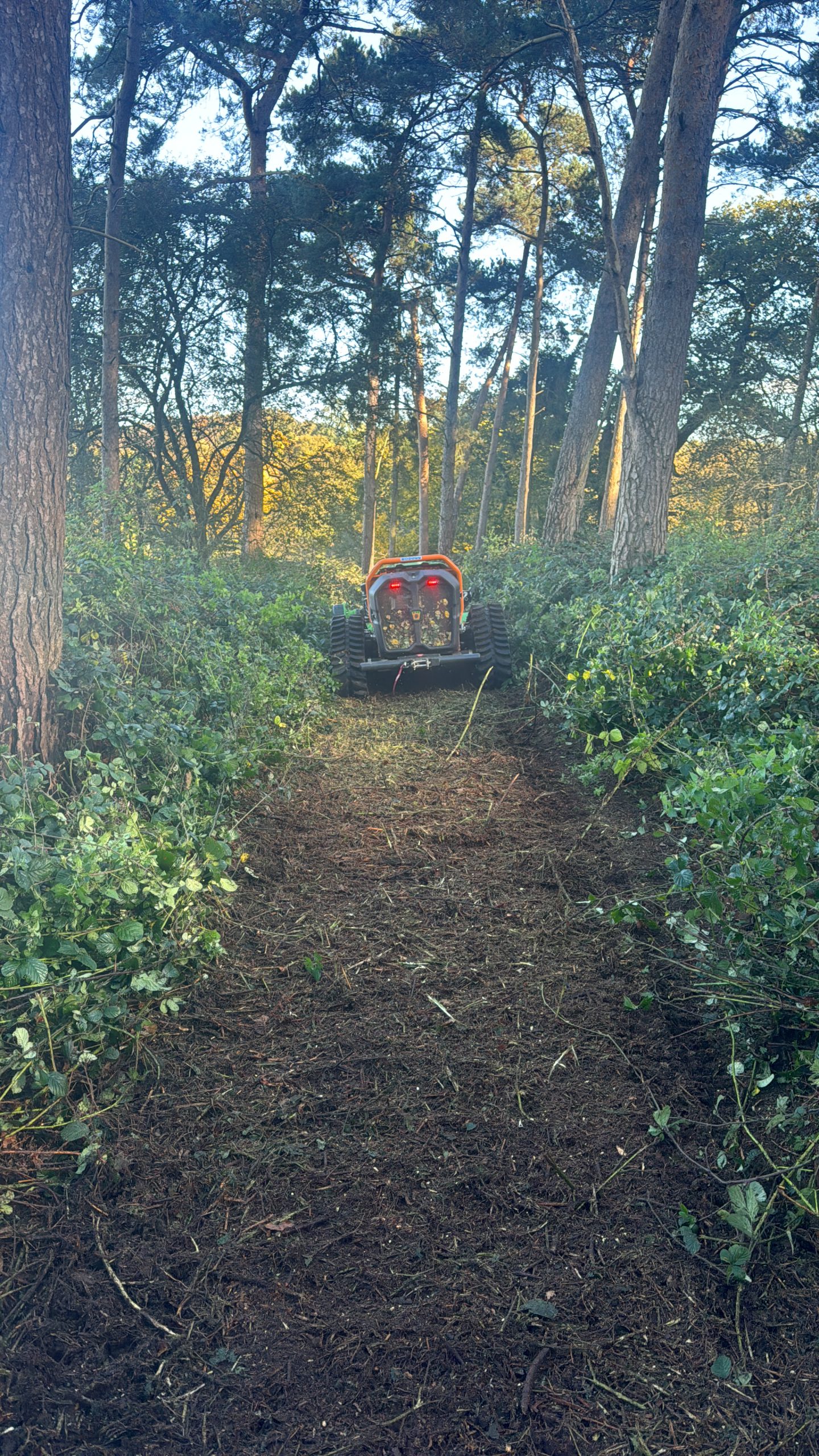 Expert tree surgery for Milton Keynes and surrounding areas