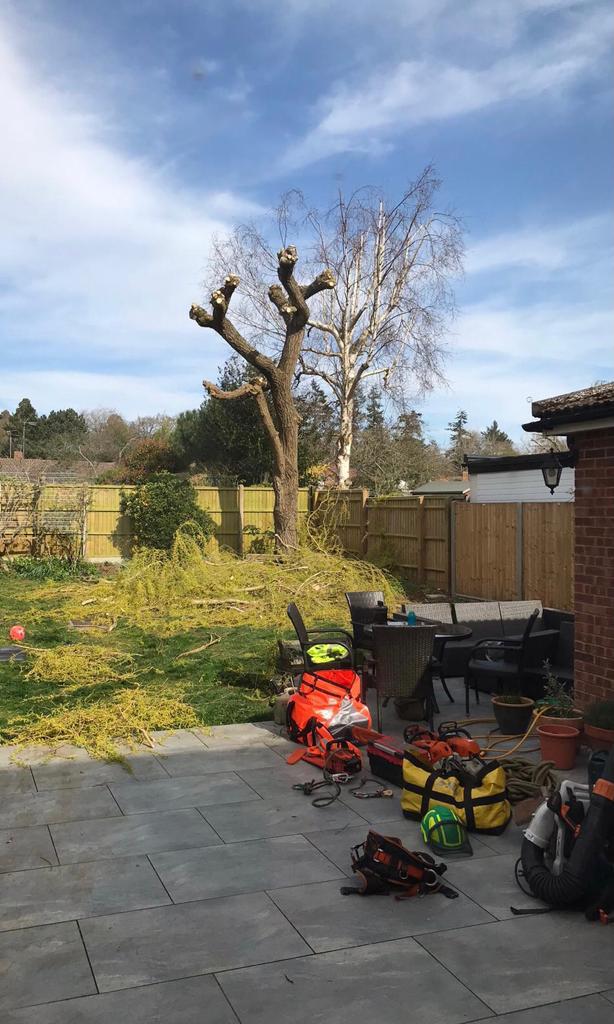 tree surgeon Milton Keynes pollarding a tree