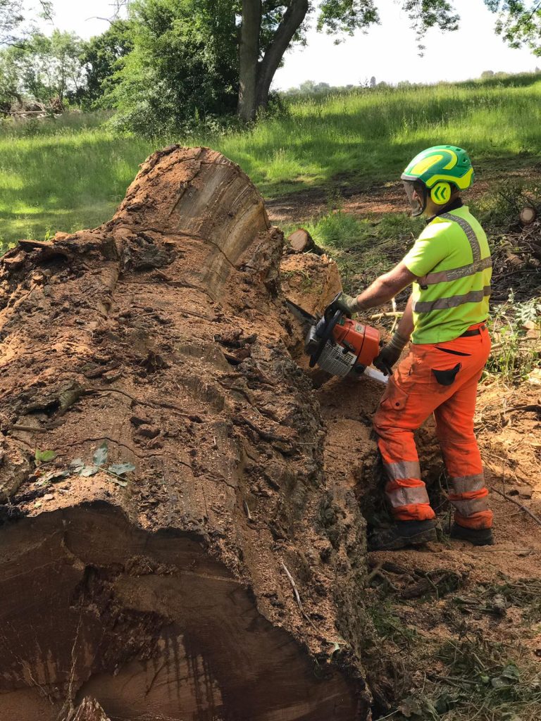 Tree surgeon dead wood removal.